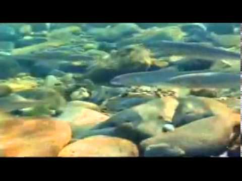 Chaw Su Khin - A Thint.mp4