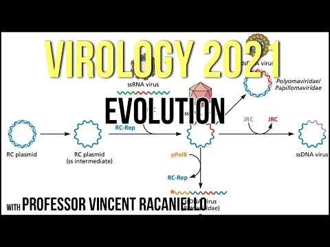 Virology Lectures 2021 #21 - Evolution