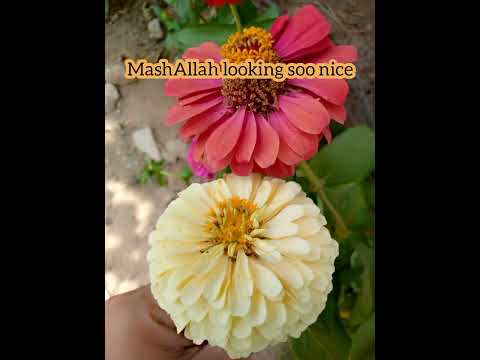 #beauty of flowers🌺🌺🏵🌸💮🌹🌷🏵