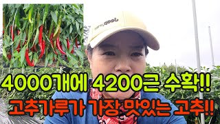 4000주 심어서 4200근 수확하는 고추!! 고추가루가 가장 맛있는 고추!! 고추 농사 잘 짓는 법 대공개…