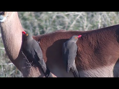 Djuma: Oxpeckers on the Impalas - 16:09 - 07/29/2023