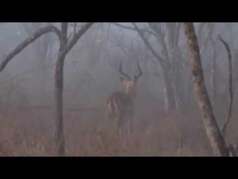 Misty Morning Magic Sightings  July 23, 2015