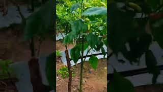 Download lagu Yg dulunya kuning sekarang sudah berbuah lebat #garden #cabeunggul #pertanian mp3