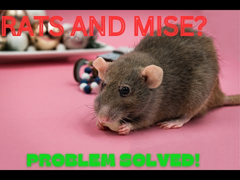 Mastering the 5 Essential Steps to Eradicate and Prevent Rats and Mice | Ultimate Guide!