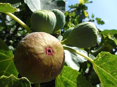 Did Your FIG TREE DROP IT'S LEAVES? Here’s Probably Why... - YouTube