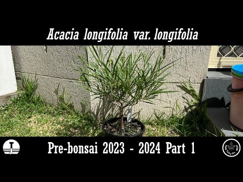 Acacia longifolia 2023 - 2024 part 1