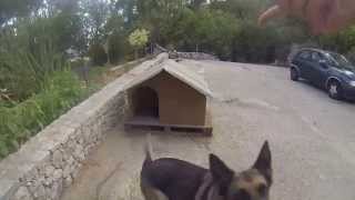 preview picture of video 'Playing with my dog and GoPro Hero 3+ Black Edition'