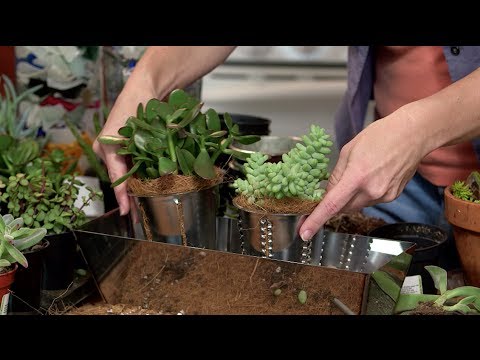 ジーナとの室内多肉植物園の植え方