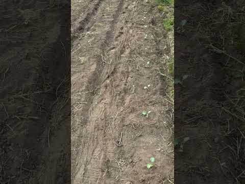 農業は自然保護区の昆虫も殺す