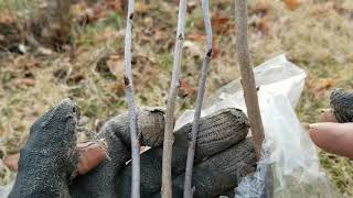 Clone Your Fruit Trees! Making A Cherry Tree From A Sucker And Excess Growth