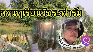 Download the video "ช่วงทุเรียนเป็นหางแย้ ต้องเฝ้าระวังให้มากการให้น้ำต้อง ดูทูเรียนเราเป็นหลัก จะข้วเหนียว"