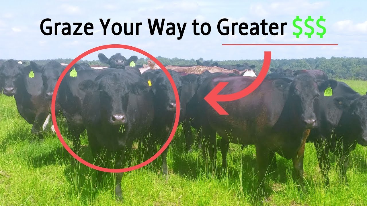 Grazing your way to more money