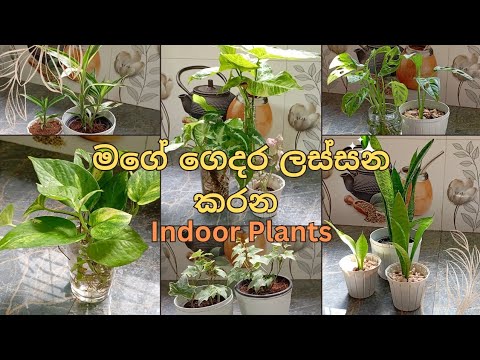 මගේ ගෙදර ලස්සන කරන Indoor Plants 1 🪴🤗 | My Indoor Plants #indoorplants #hometips  #indor #plants