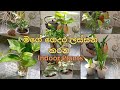 මගේ ගෙදර ලස්සන කරන Indoor Plants 1 My Indoor Plants Indoorplants Homet