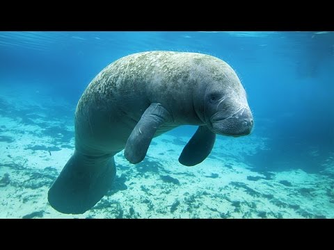 Snorkeling with manatees, Crystal River FL
