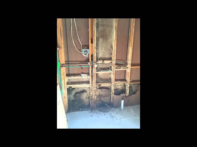 Natural Pest Control Queenslan - Bracken Ridge, QLD