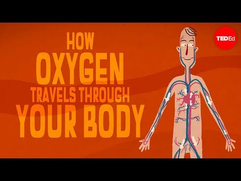 המסע המופלא של החמצן בגוף - סרטון הסבר מרתק ומעשיר