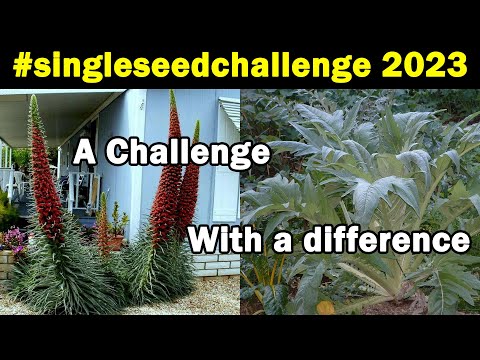 #singleseedchallenge2023 | Challenge yourself | Watch the grow | Green Side Up