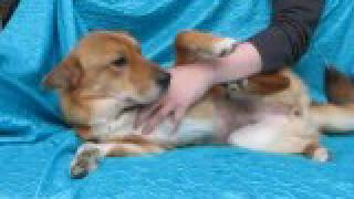 Video preview image #1 Labrador Retriever-Unknown Mix Puppy For Sale in Cuba, NY, USA