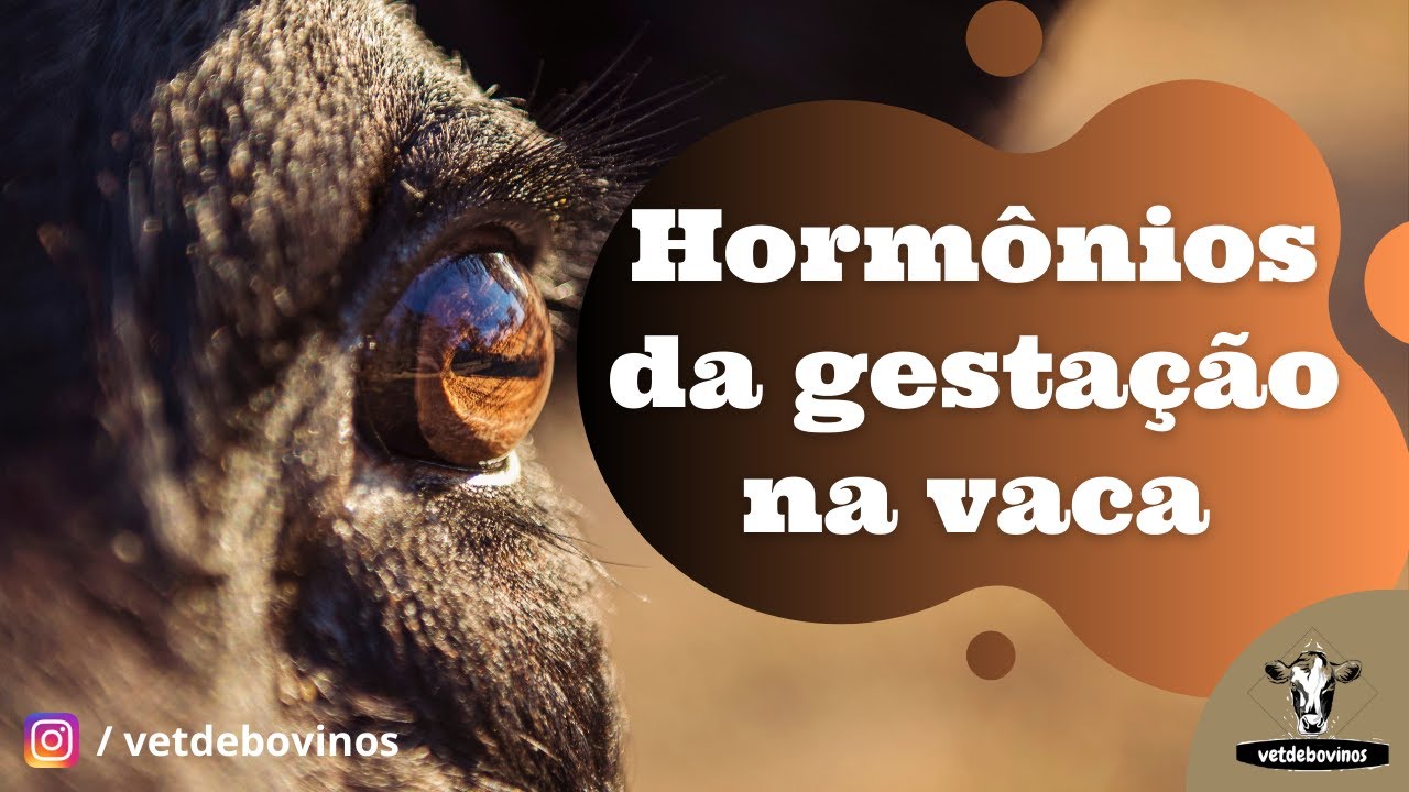 Atuação dos hormônios na gestação da vaca #004