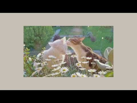 Chevy - I Knead You 【 Slowed + Reverb 】 🌼