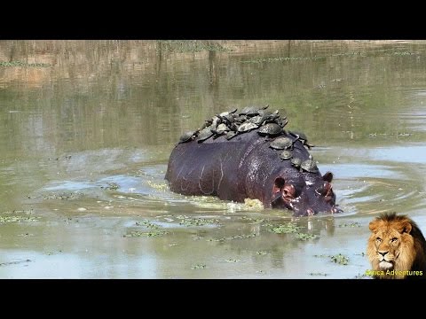 A Record Thirty Turtle Terrapins Riding On Hippo Back