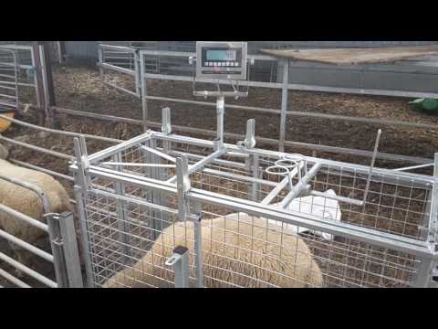 3 way sorting scales - Image 2