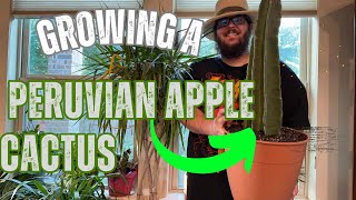 How to Grow a Peruvian Apple Cactus (The Fruit is Edible)