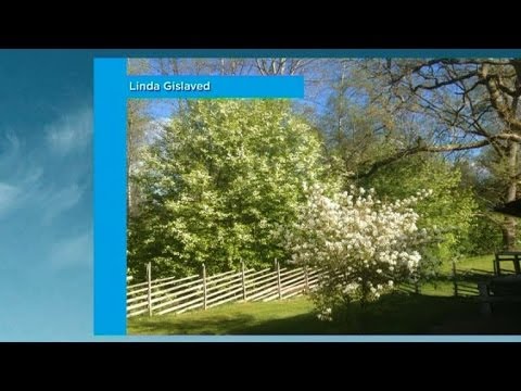 Tittarnas väderbilder och en sammanfattning av perennerna - Nyhetsmorgon (TV4)