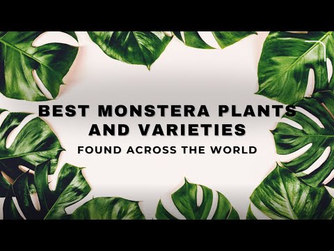 Best Monstera Plants and Varieties Found Across the World