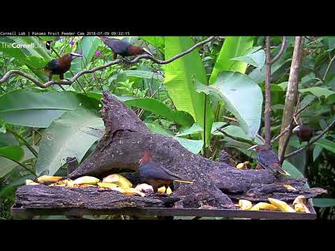 Chestnut-headed Oropendolas Take Over Panama Feeders – July 9, 2018