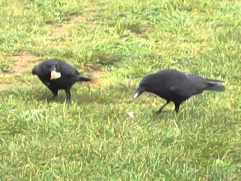 Corneille noire - Corvus corone - Carrion crow