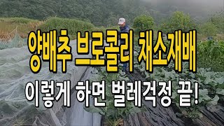양배추 브로콜리 벌레 해충 나방 애벌레 걱정 없이 채소 재배하기