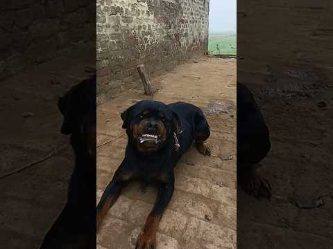 agressive rottweiler #dog #viral #ytshorts #shorts #short #youtubeshorts #yt