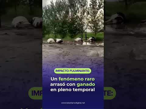 ⚡ IMPACTO FULMINANTE: UN FENÓMENO RARO ARRASÓ CON GANADO EN PLENO TEMPORAL