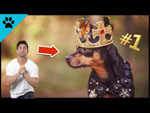 Denkt dein Hund, dass er der BOSS ist?