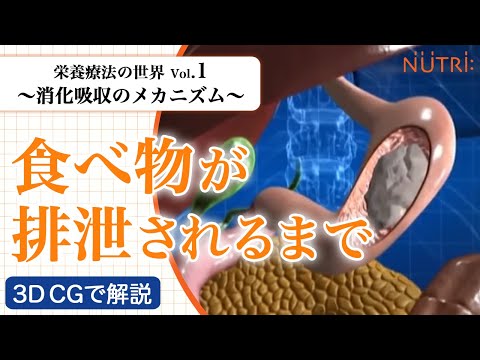 栄養学科 栄養療法の世界Vol.1　消化吸収のメカニズム〈3D CG解説〉－食べ物が排泄されるまで－