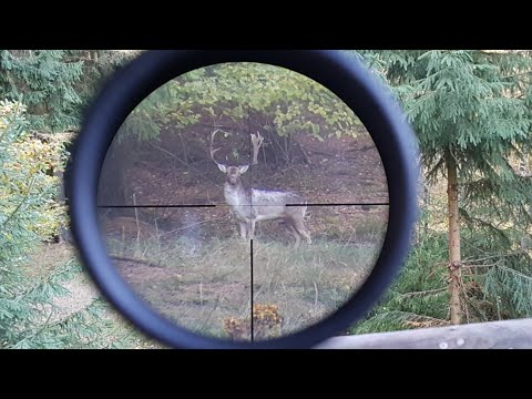 Damwildbrunft im Birkenbruch - Hunter Brothers