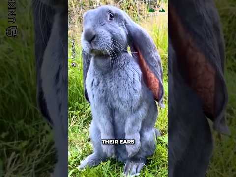 Flemish Giant Rabbits #cute #animals