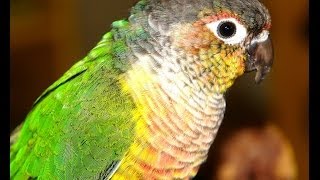 Green-Cheeked Conure