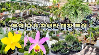 용인 남사 착생란 매장투어!! 동양란, 서양란, 신비한 착생란들이 한곳에!!