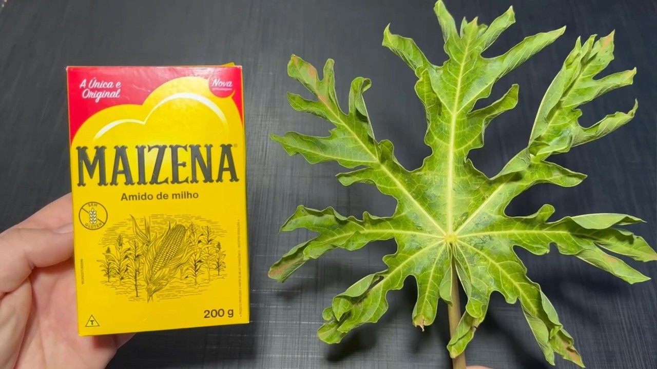 É só bater MAIZENA com FOLHA DE MAMÃO e não precisa mais gastar no mercado