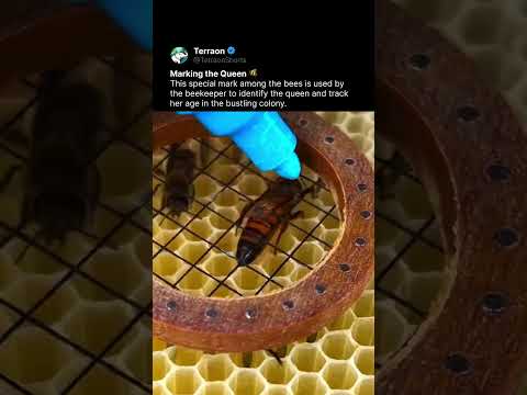 Beekeeper’s Secret Mark