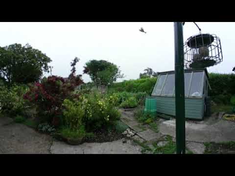 Bird feeder - 360 video reference for animators and artists | Drag to look around