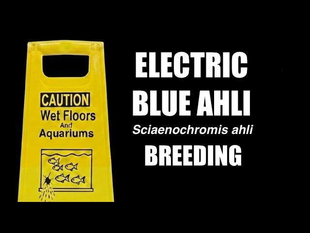 Judge.me YouTube video placeholder