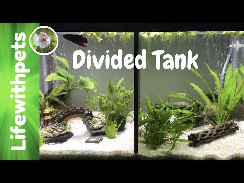 Divided Betta Fish tanks.