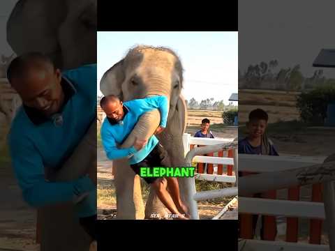 Baby Elephant Refused to Let Him Leave 🐘❤️