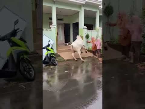 Sapi lepas di pemukiman masuk rumah warga #sapiviral #sapilucu #sapi