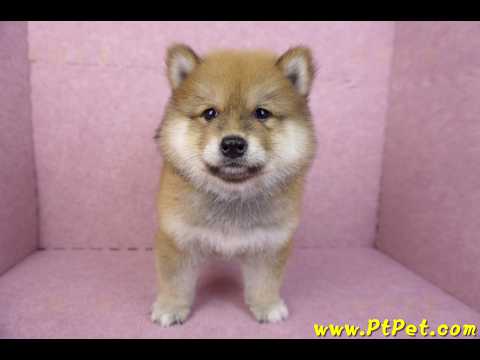 03/09赤色長毛柴犬公幼犬(高雄三民)