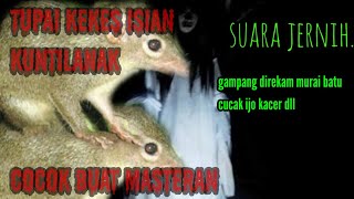 Download lagu MASTERAN TUPAI KEKES TEMBAKAN AJIB UNTUK MURAI BATU CUCAK IJO DAN KACER mp3